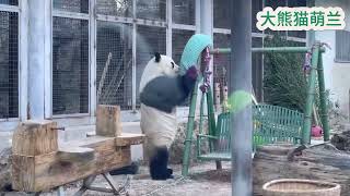 20250108 大熊猫萌兰 |  么么儿好喜欢甜甜圈，坐在滑梯下吃竹笋~#大熊猫 #panda #menglan #萌兰 #cutepanda #zoo #funny