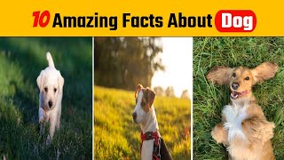 10 Amazing Facts About Dog | Facts About Dog | Amazing Facts In Hindi | #shorts #backtobasics