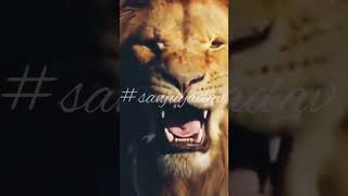 lion attitude status | attitude status #shorts #shortvideo #status #lion #attitude #viral #trend