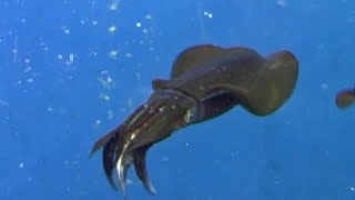 魚を食べるアオリイカ （葛西臨海水族園）Bigfin Reef Squid Eating Fish