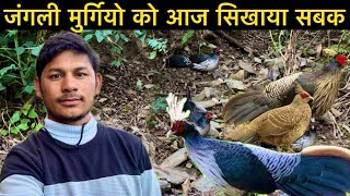 जंगली मुर्गियो को आज दोड़ा दोड़ा के भगाया Pahadi Lifestyle Vlog Senior Pahadi Vlogs @SrPahadiVlogs