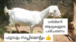 ഗർഭിണി ആടുകളുടെ പരിചരണം //🐐😍//ആടുകൾക്ക് കൊടുക്കേണ്ട ഫുഡും സപ്ലിമെന്റും//😍😍#goatfarming