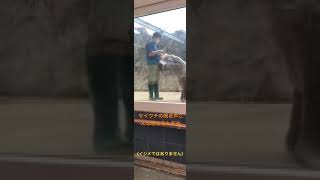 セイウチボタンポチッ/芸達者なセイウチさんシリーズpart2#鳥羽水族館 #セイウチショー