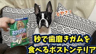 【ボストンテリアのテンくん】vol.38 歯磨きガムはただのオヤツ？