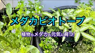 【ソーラーポンプ付き】植物もメダカも元気なビオトープ管理に大事なこと【メダカ鉢】