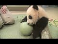 dieser kleine panda ist sooo süß