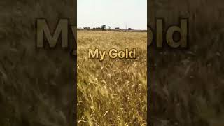 Real Gold Of World l #gold #golden #wheat #farming