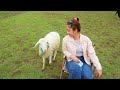 maekee sheep house mon jam chiang mai บ้านแกะแม่ขิ แม่แรม 3 10 2566