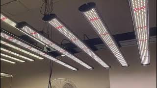 Newest LED Spider Grow Light Bar 640W 720W For Seeds In Our Showroom. Lighting Area 4x4ft