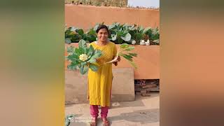 Cauliflower harvesting| फूल गोभी की खेती | #kitchengarden Live harvesting-With full grow \u0026 harvest