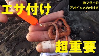 磯マダイ的「ブラーへのアオイソメ付け方」（切り抜き）