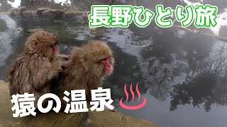 【長野ひとり旅】一泊二日で渋温泉へ/サルの日常を調査