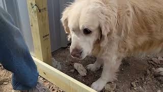 We Built A New Duck House!!