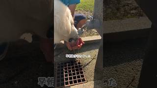 豪快に水道から水を飲む超大型犬の子犬こぴ #グレートピレニーズ #かわいい #asmr