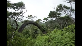 Hawaiian plant ecology on the Mau'umae Ridge Trail (part 1)