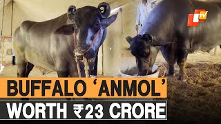 Buffalo From Haryana Named ‘Anmol’ Worth Rs 23 Crore Turns Crowdpuller At Agricultural Fairs