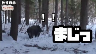 【野生動物】散策中にイノシシに遭遇！怖かったので楽しそうなBGMつけてみた。