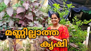 മണ്ണില്ലാത്ത പച്ചക്കറി കൃഷി🌿🌿🌿🌿മണ്ണ് ഇല്ലാതെ എങ്ങനെ കൃഷി ചെയ്യാൻ പറ്റും🌿🌿🌿farming/vpm family vlogs😍😍