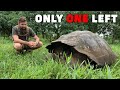 Finding the Rarest Animal in the World [BTS]