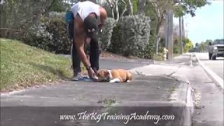 The K9 Training Academy with Basic Obedience