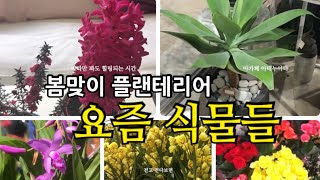 봄맞이 플랜테리어, 식물쇼핑 Plant interior when spring comes