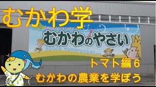 むかわ学【むかわの農業を学ぼう】トマト編６