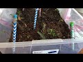 Green Giant Arborvitae Cuttings Have Roots! (5 week update) (VIDEO 1)