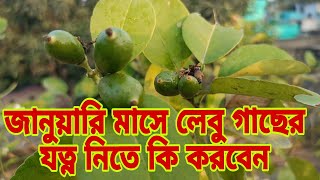 জানুয়ারি মাসে লেবু গাছের যত্ন নিতে কি করবেন। How to grow and care lemon plant