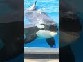 お茶目なシャチ「ルーナ」激カワ♥ shorts 鴨川シーワールド シャチ kamogawaseaworld orca killerwhale