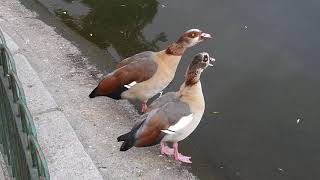 How to distinguish a male and female Egyptian Goose