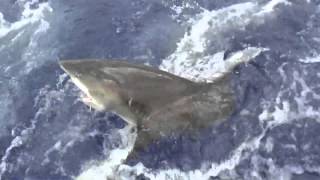 Catch of the Day: Oceanic White Tip