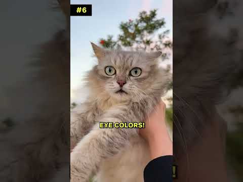 Are GREY tabby cats common?