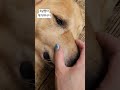 9살짱아 밥보다 엄마가 좋은 분명 개가 아닐것이다 짱아네가족 다둥이 goldenretriever