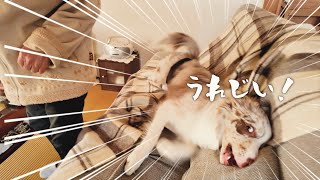 おばあちゃんに会えて全力の嬉しいを表現する愛犬です！！｜ボーダーコリー