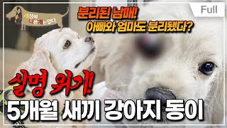 [Full] 세상에 나쁜 개는 없다 - 실명 위기! 5개월 새끼 강아지 동이