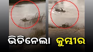 ନଦୀ ଠାରୁ ଦୁରେଇ ରହିବାକୁ କରାଯାଉଛି ସଚେତନ, ତଥାପି କୁମ୍ଭୀରକୁ ଦେଖିବାକୁ ଯାଇ ଭିଡିଓ କଲେ ଲୋକ || Knews Odisha