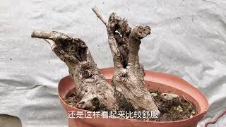 下狠手修剪两棵榔榆盆景，最后的结果，大家觉的如何