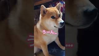 ごめんねが言える犬 #犬 #ゴメンネッ #柴犬 #きみかわウィーね