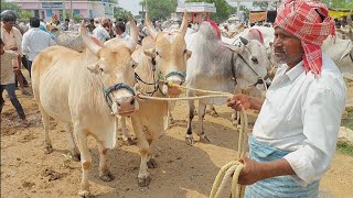 దేవరకద్ర మార్కెట్లో అన్నదమ్ముల వలె ఉన్న ఈ ఎద్దులకు నడుస్తున్న బేరం చూడండి | Devarakadra Oxen market