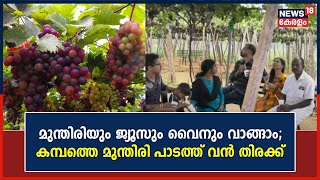 ഓണാവധി ആഘോഷിക്കാൻ Tamil Nadu Cumbumത്തെ മുന്തിരി പാടങ്ങളിൽ സഞ്ചാരികളുടെ തിരക്ക് | Grape Farming