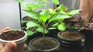 How To Grow Paprika Pepper Indoors - Feher Ozon Sweet Paprika Pepper - Part 2