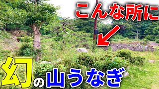 【山復興】石垣の間に幻の山菜と言われる「山のうなぎ」を発見！？