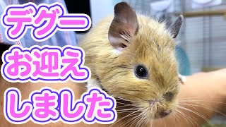 【デグー】ツンデレ? ただの甘えん坊? ななちゃん登場!!