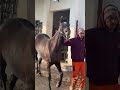 200dayschallenge with horses day 193 200 stable visit after long days 😍🐎 minivlog