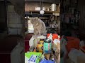 風の猫　炊飯器とコーヒーメーカーにまたがって..　チュールビッツを一粒一粒..　目を輝かせて食べる猫…　 shorts