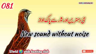 Quail sound for night | batair ki awaz | رات کی اواز