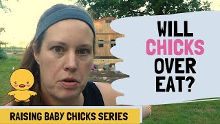 Will My Baby Chicks Over Eat?