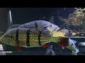 JAMIES INSANE MONSTER FISH ROOM FULL TOUR