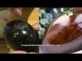 চীনের ঐতিহ্যবাহী সেঞ্চুরি এগ century egg china shykh seraj channel i