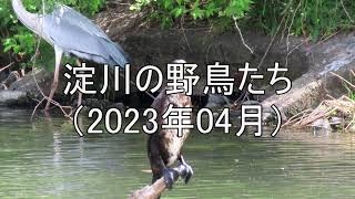 淀川の野鳥たち（2023年04月）